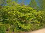 Zelkova serrata